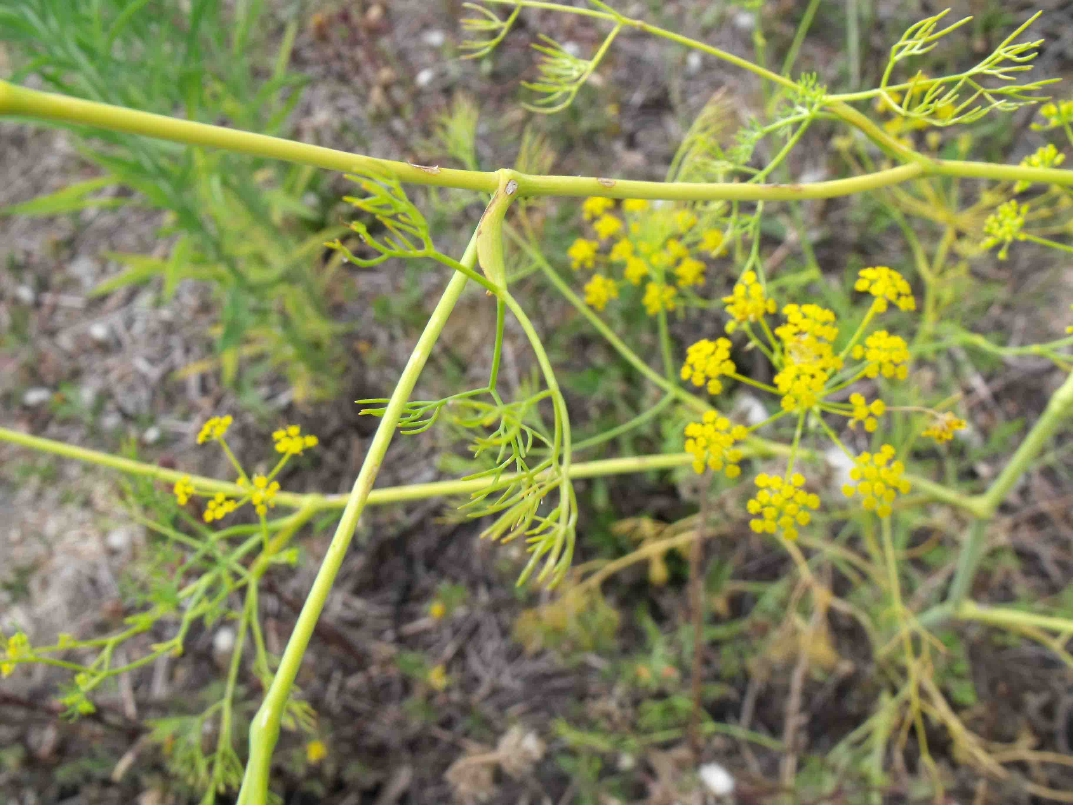 Ridolfia segetum / Aneto puzzolente